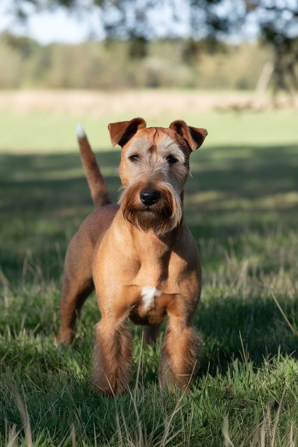 An Irish Terrier standing confidently in a grassy field.