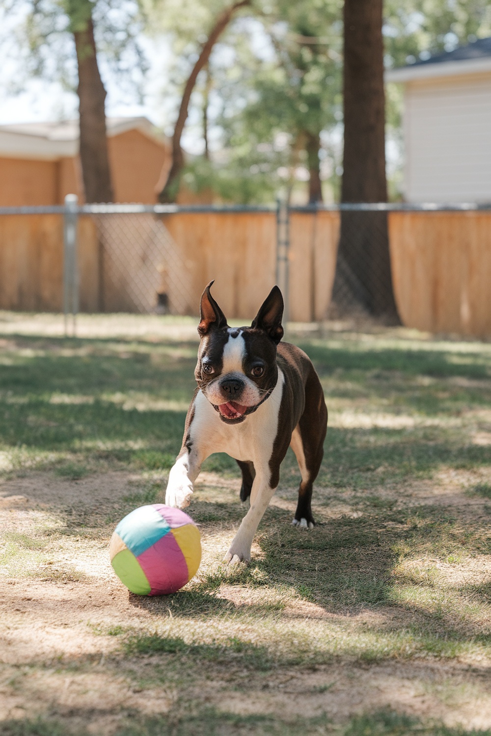 A Boston Terrier running with a colorful ball in a grassy yard.