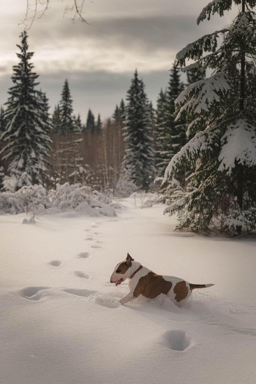 Bull Terrier playing in the snow with trees in the background.