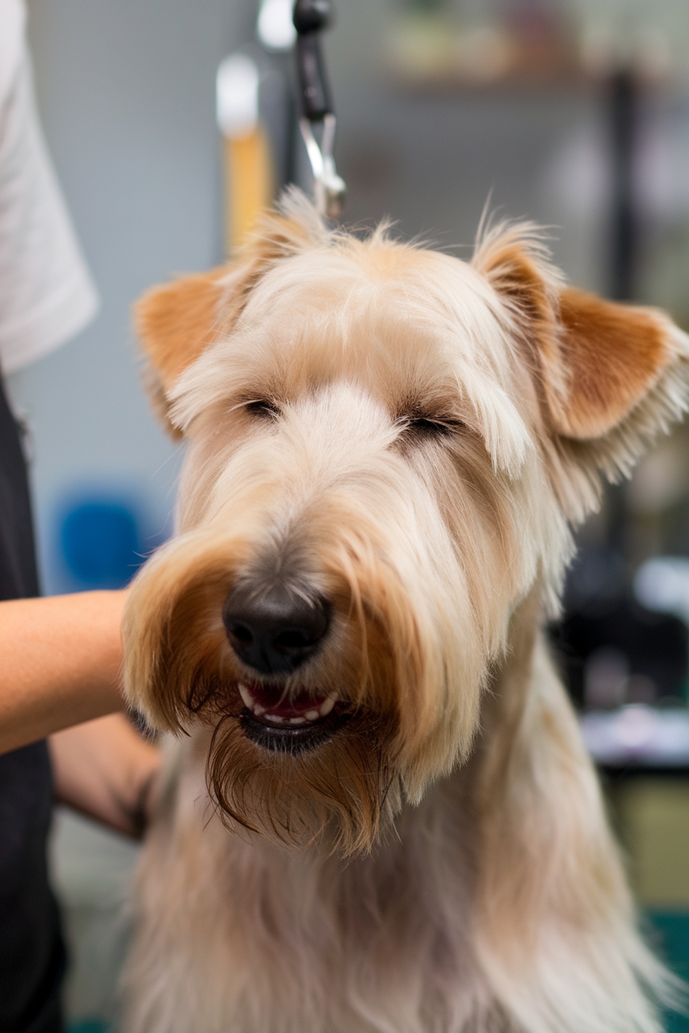 A Wheaten Terrier being groomed, showing a calm demeanor.