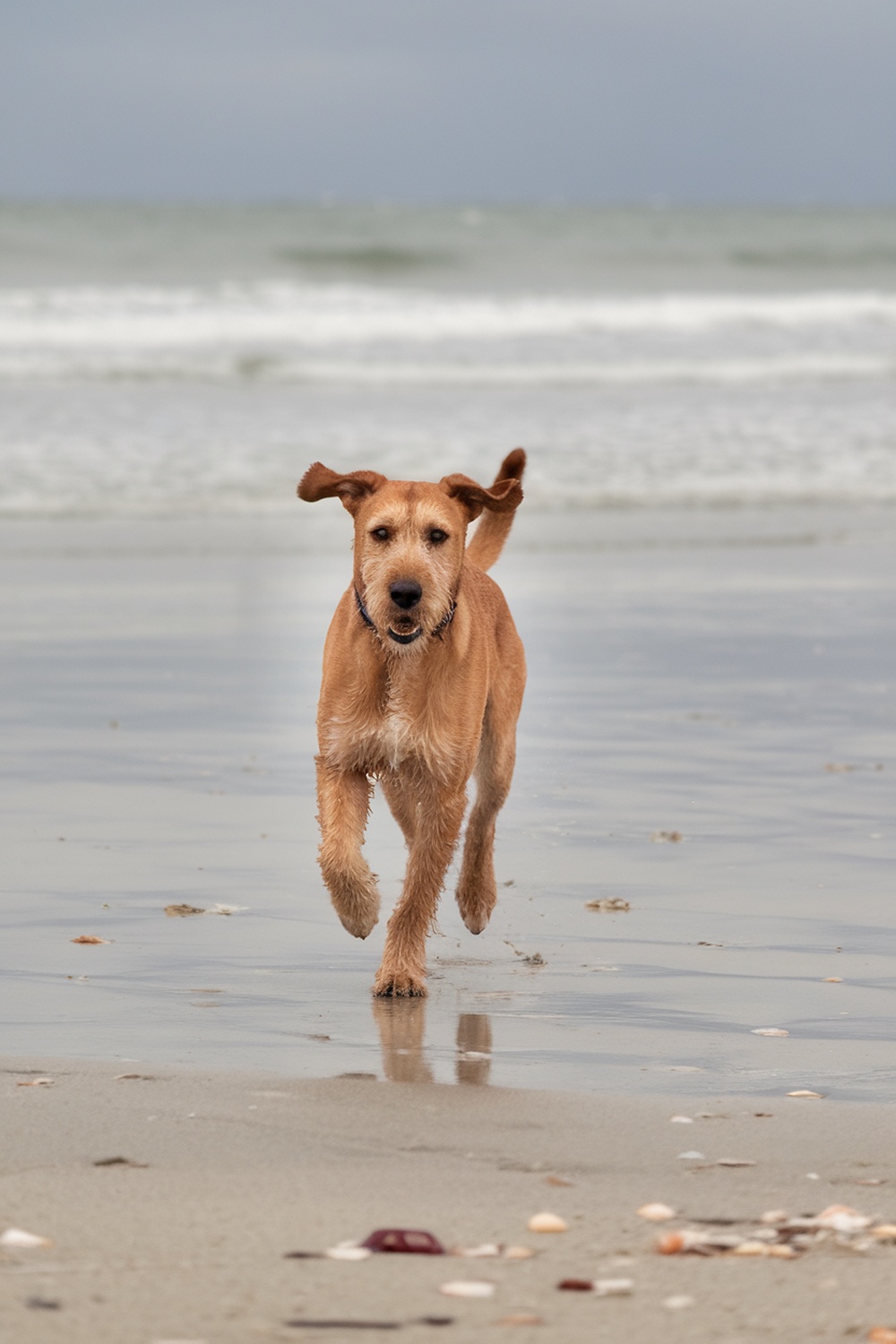 Airedale and Golden Retriever mix running on the beach.