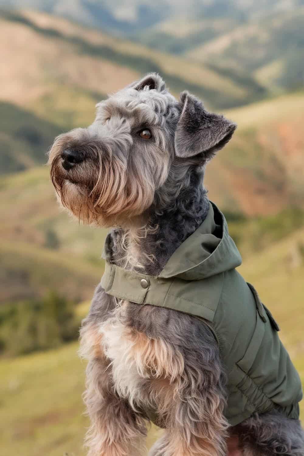 A Kerry Blue Terrier with a distinctive curly coat, sitting outdoors in a green jacket.