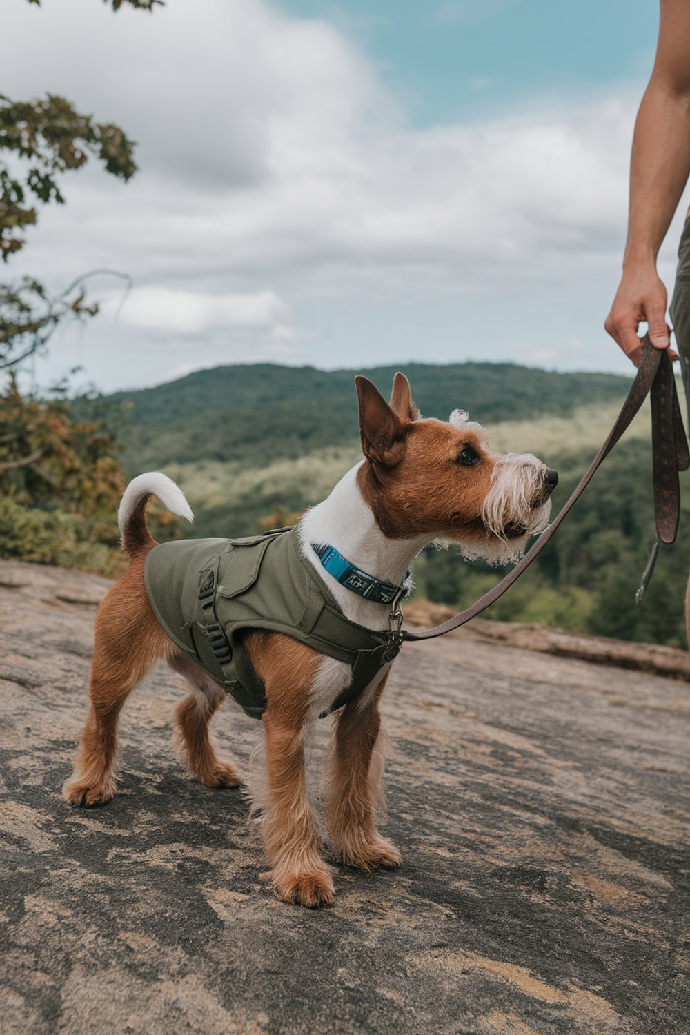 An Irish Terrier standing on a rock with a leash, enjoying the outdoors.