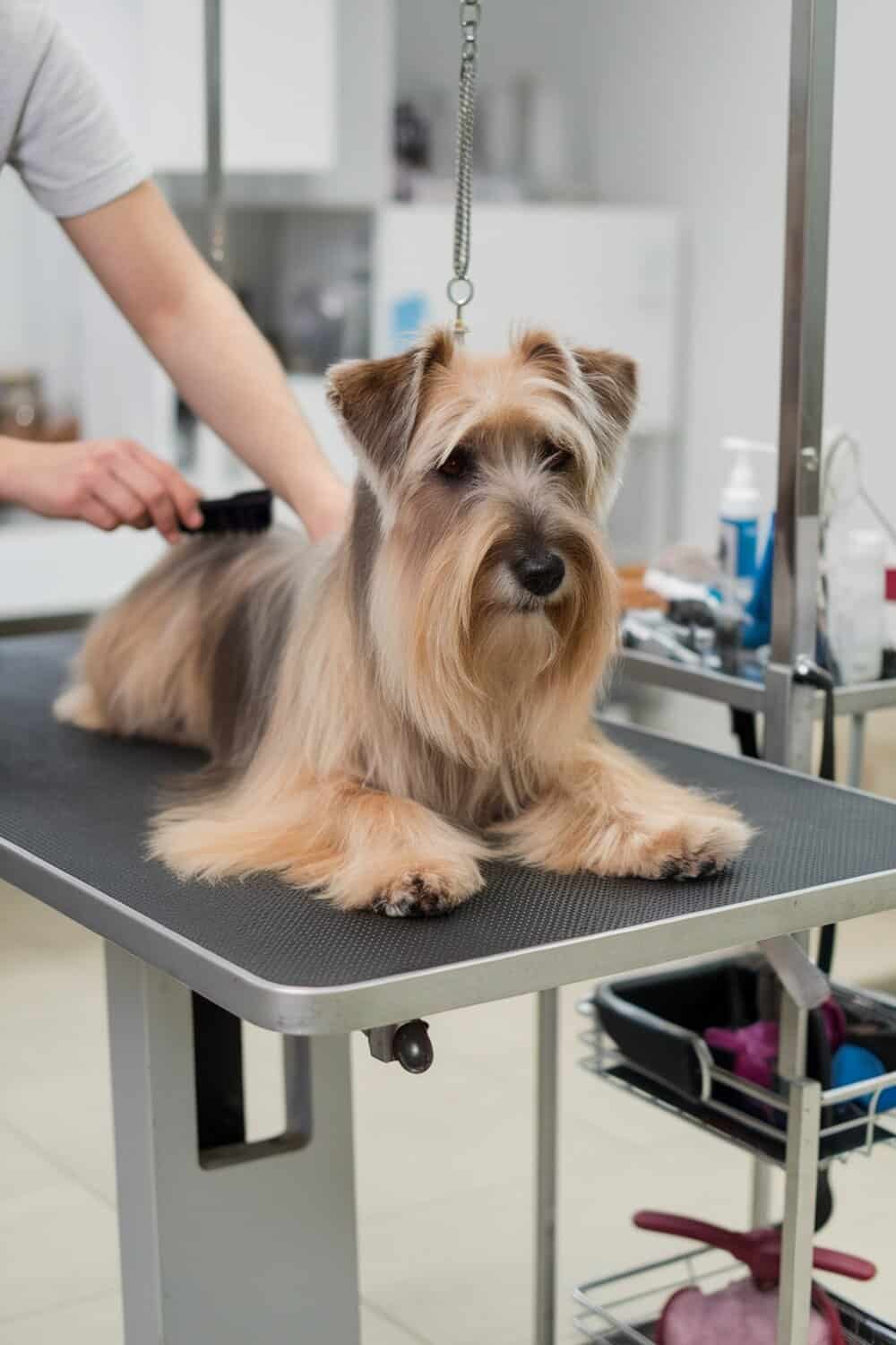 A Biewer Terrier being groomed, showcasing its long fur.