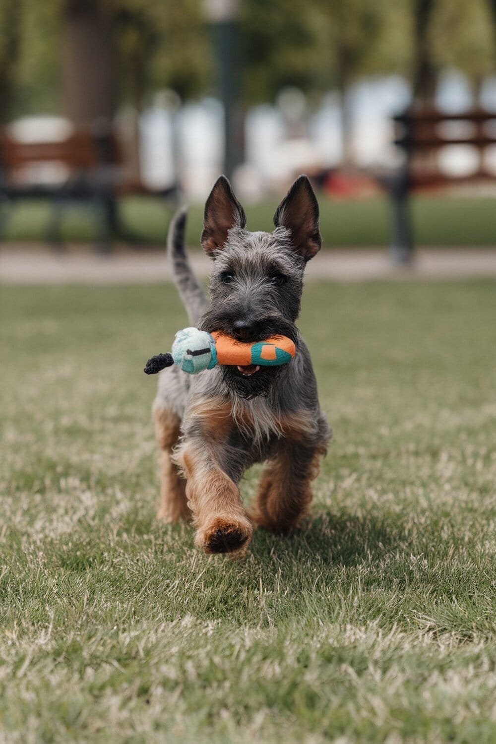 A Scottish Terrier puppy running with a toy in its mouth on a grassy field.