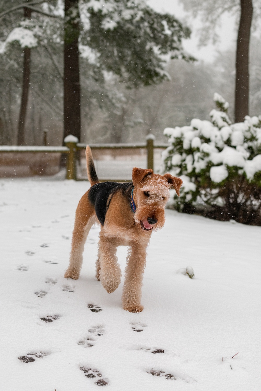 Airedale Terrier walking in the snow with paw prints around.