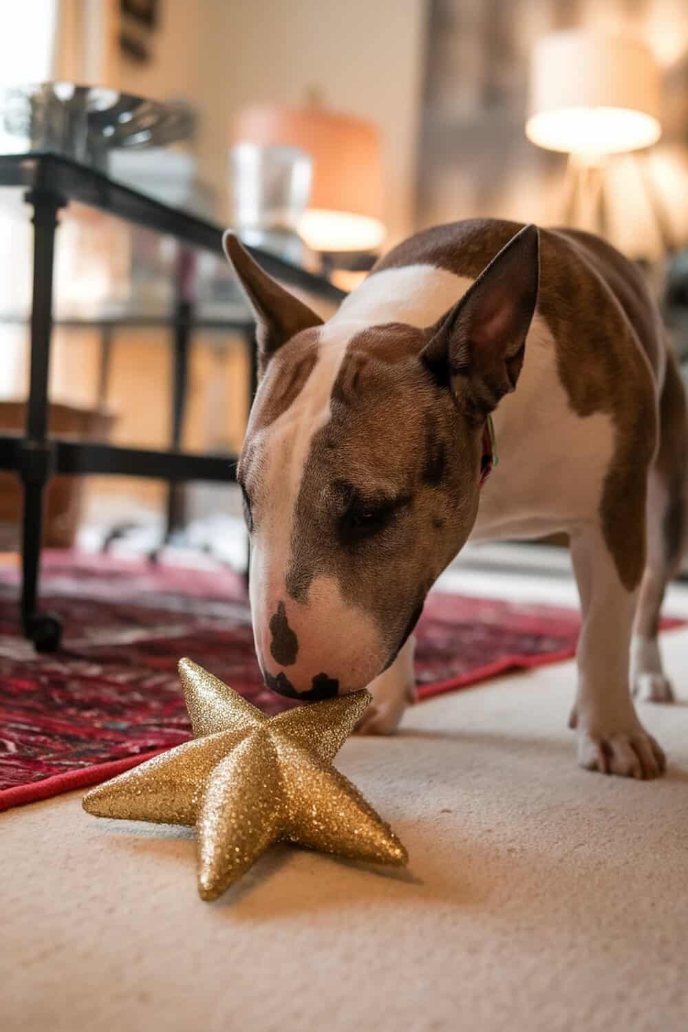 Bull Terrier exploring a gold star Christmas ornament