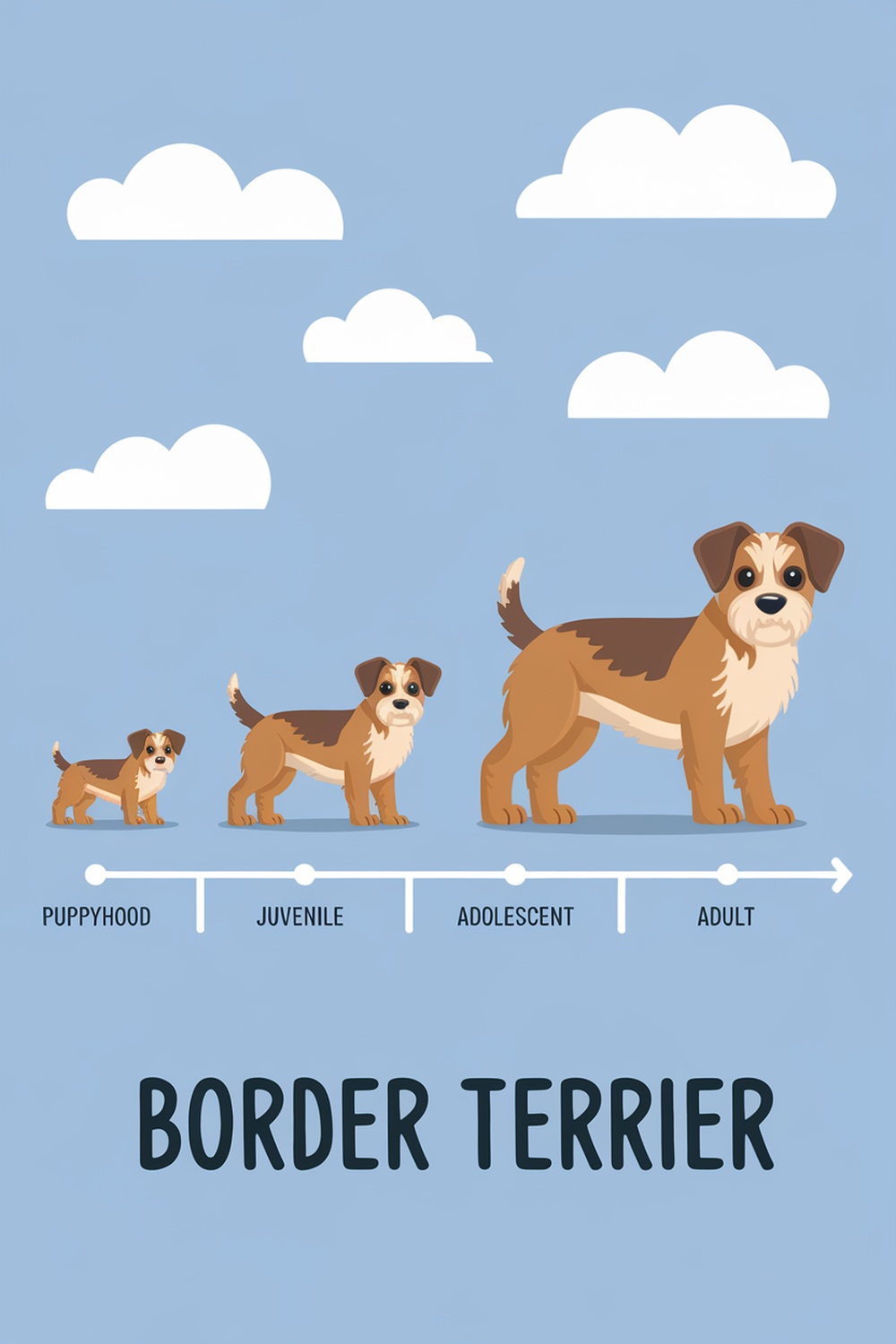 Illustration showing the growth stages of a Border Terrier from puppyhood to adulthood.