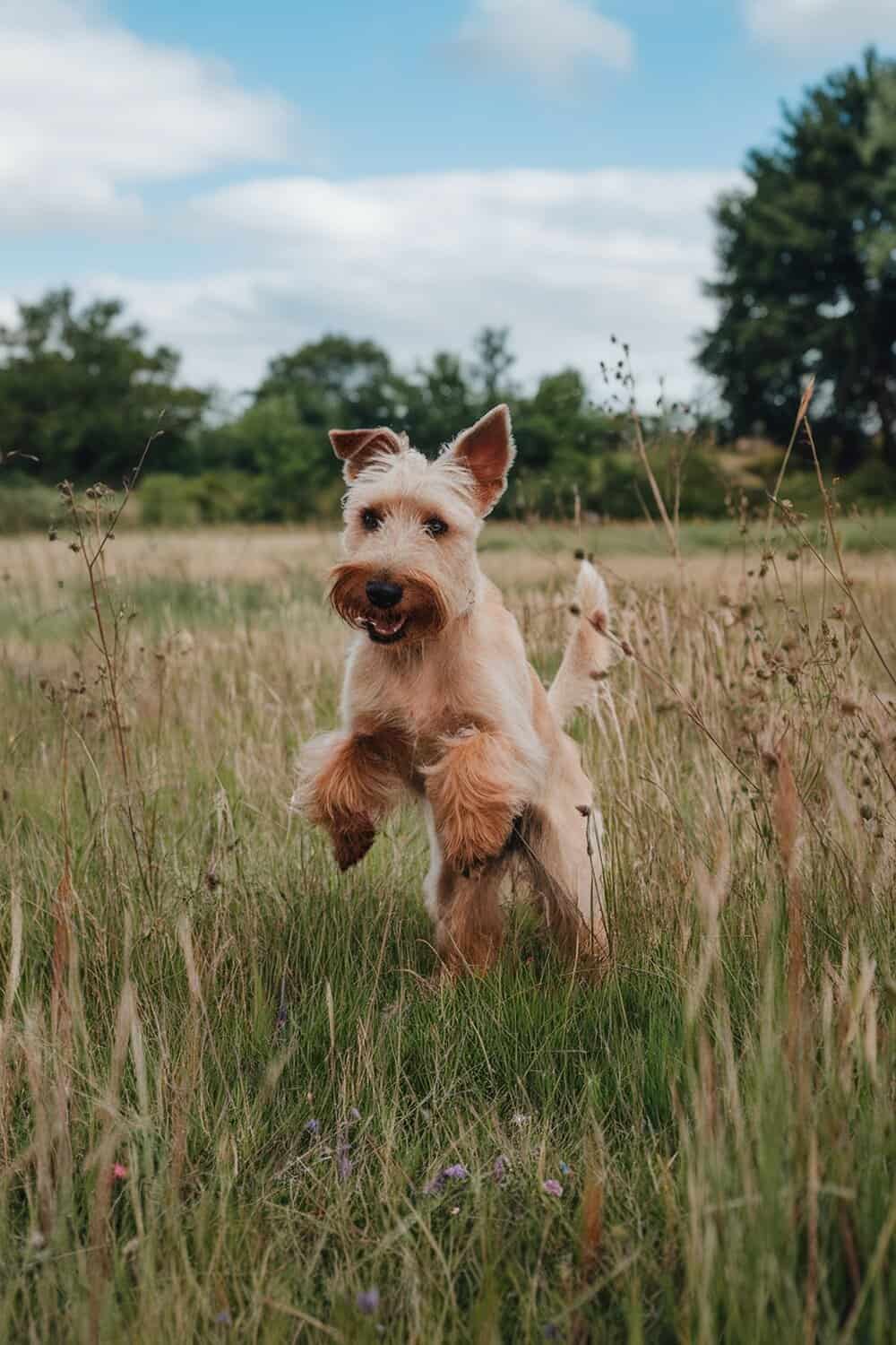 An Irish Terrier jumping playfully in a grassy field.