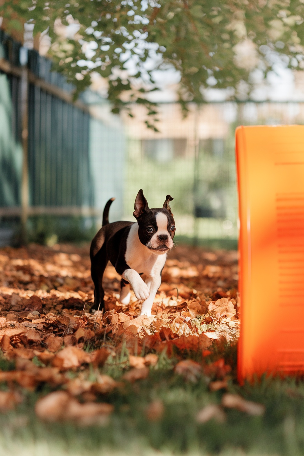 A Boston Terrier puppy playing in a yard with fallen leaves.