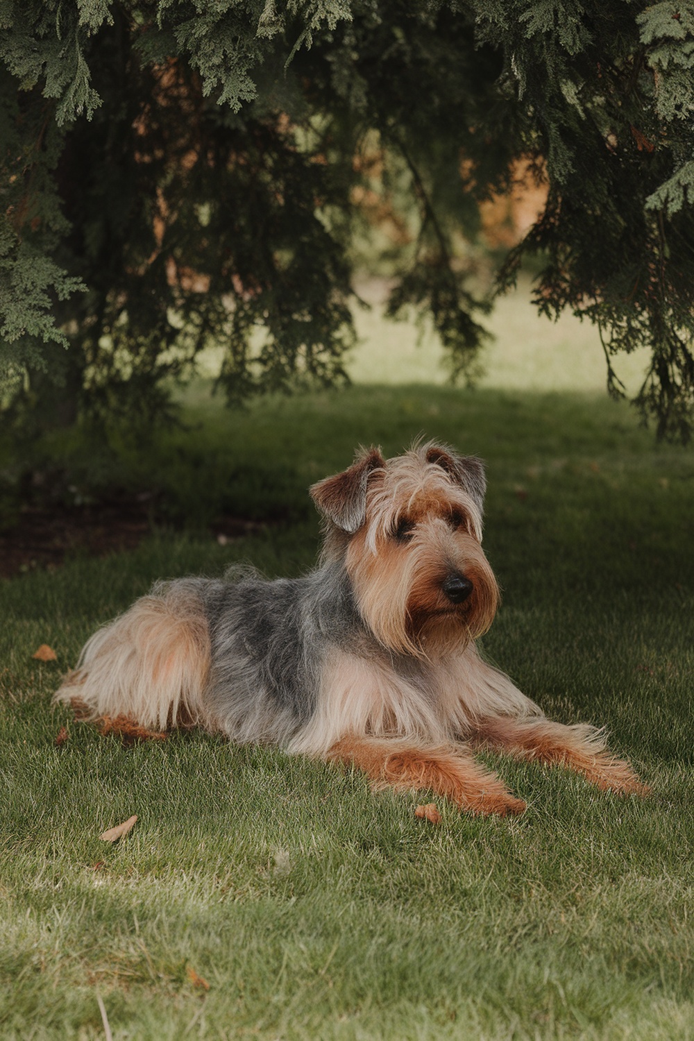 A Glen of Imaal Terrier lying on the grass under a tree.
