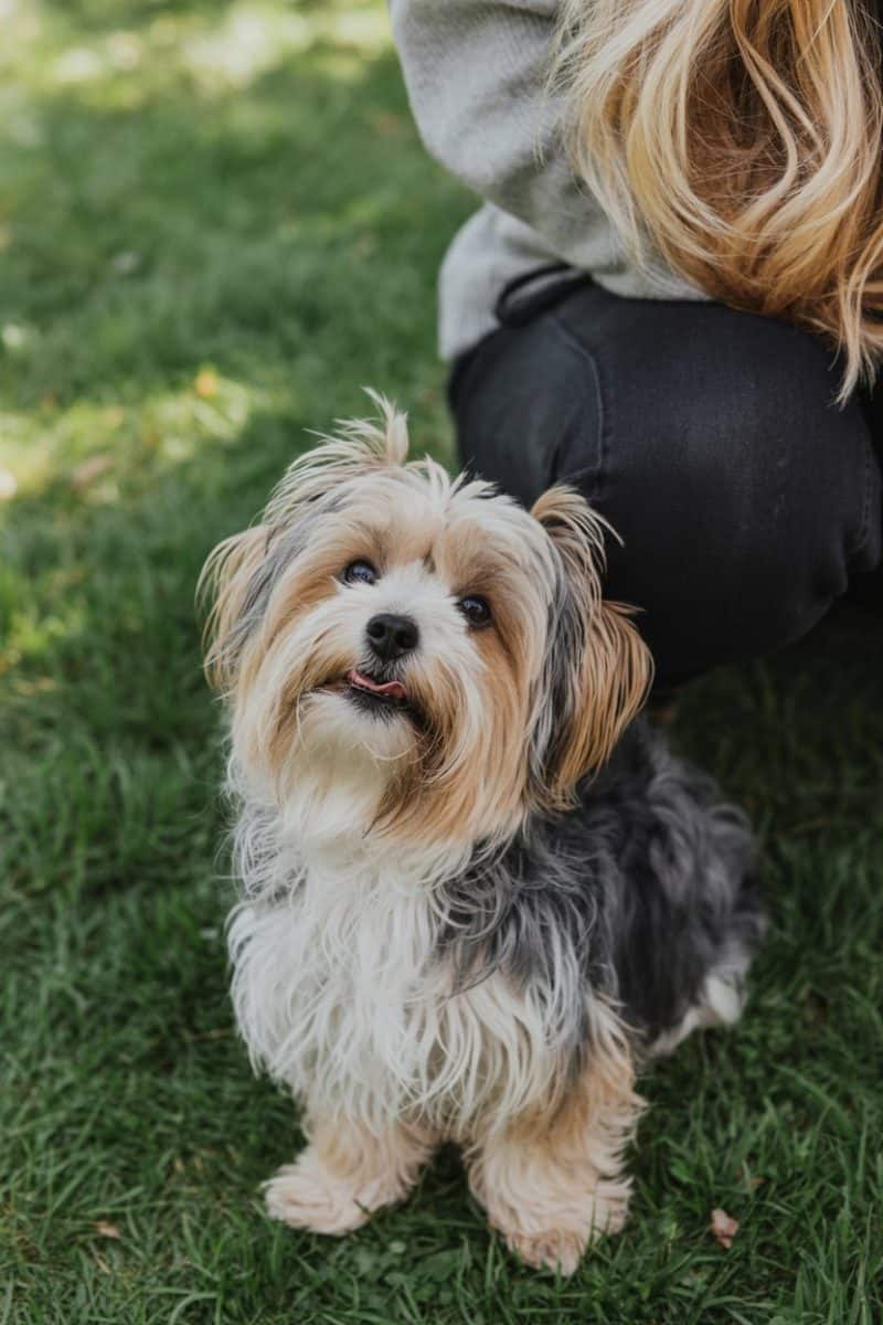 A Maltese Yorkie Terrier dog sitting on green grass, looking up at the camera with an alert expression.