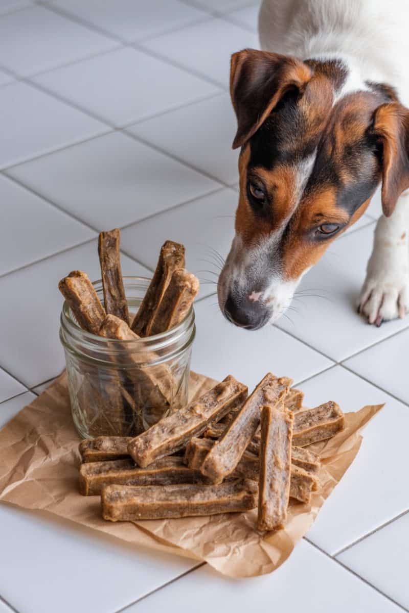 A Jack Russell Terrier dog looking at dog treats on a white tiled floor.