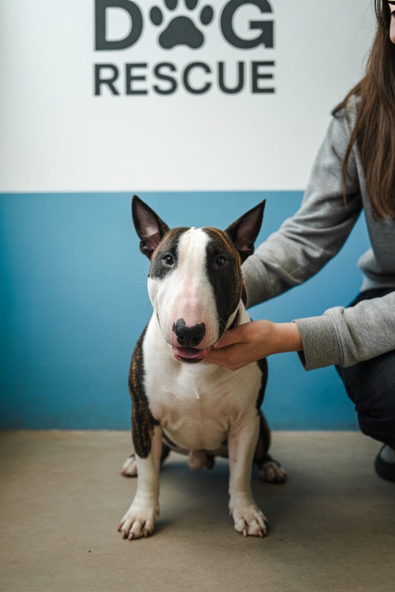 A Bull Terrier dog in a dog rescue setting.