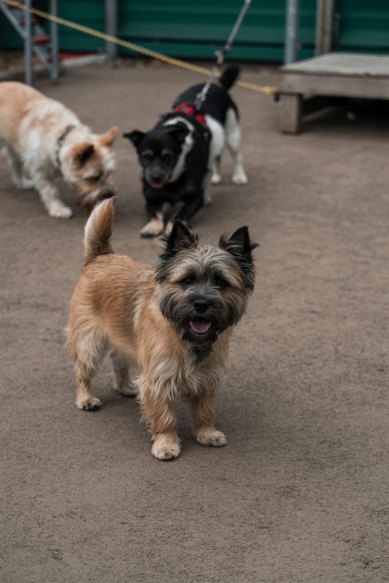 Three small dogs on a gray concrete surface.