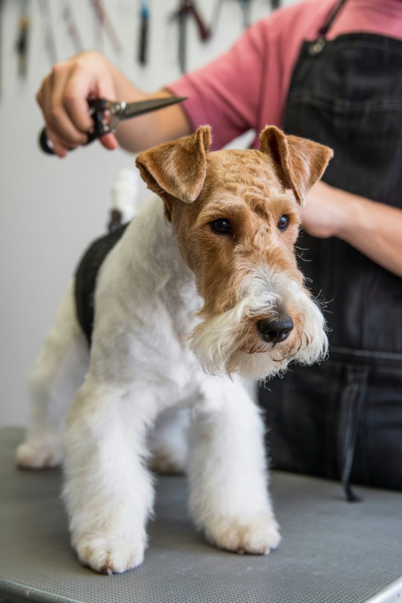 A Wire Fox Terrier on a gray metal grooming table.