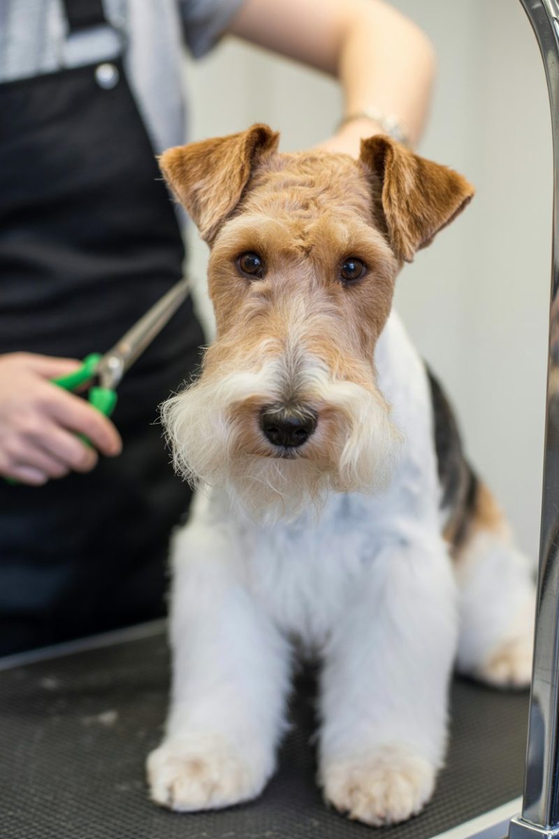 A Wire Fox Terrier dog sitting on a black grooming table.