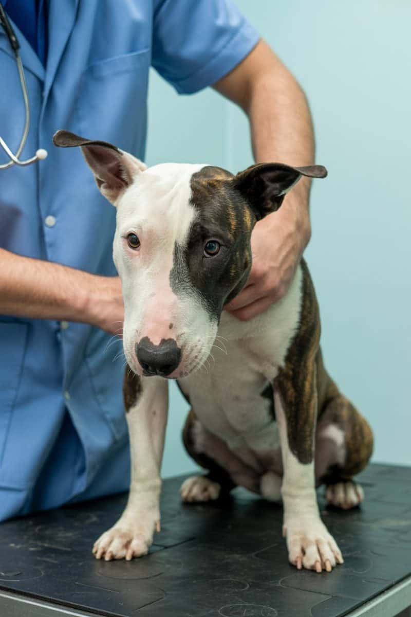 A white and brindle Bull Terrier sitting on a black rubber examination table, being checked by the vet.