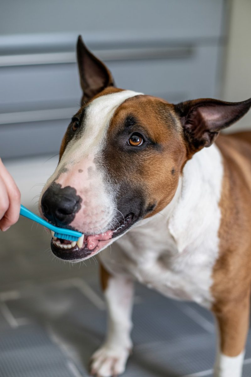 A Bull Terrier dog with its teeth being brushed.