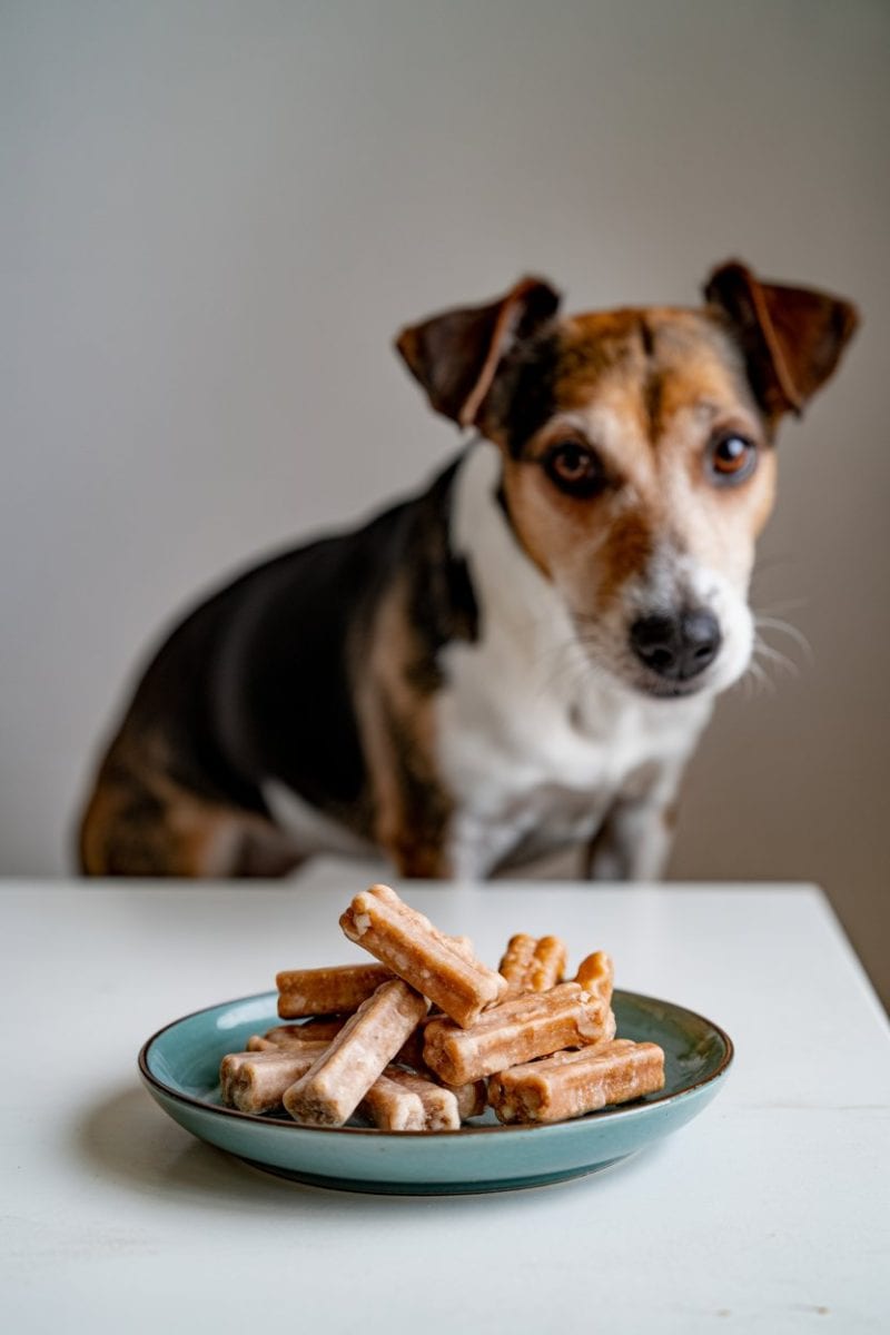 A Jack Russell Terrier dog sitting at a white table, looking directly at the camera with an alert expression. 