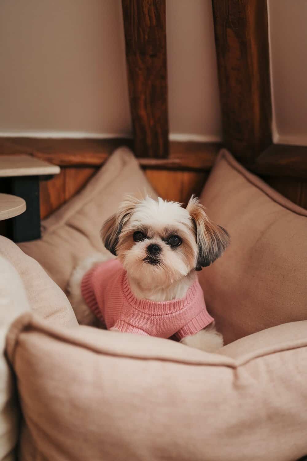 A Shih Tzu dog wearing a pink sweater, lounging in a cozy corner with soft pillows.