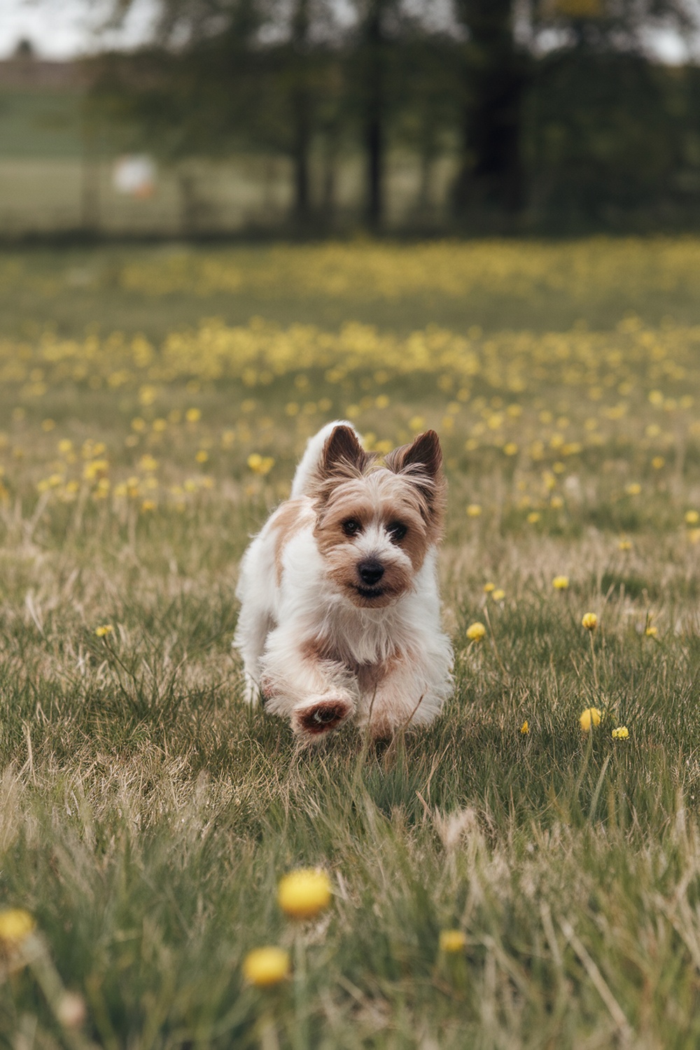 A Cairn Terrier running through a field of flowers.