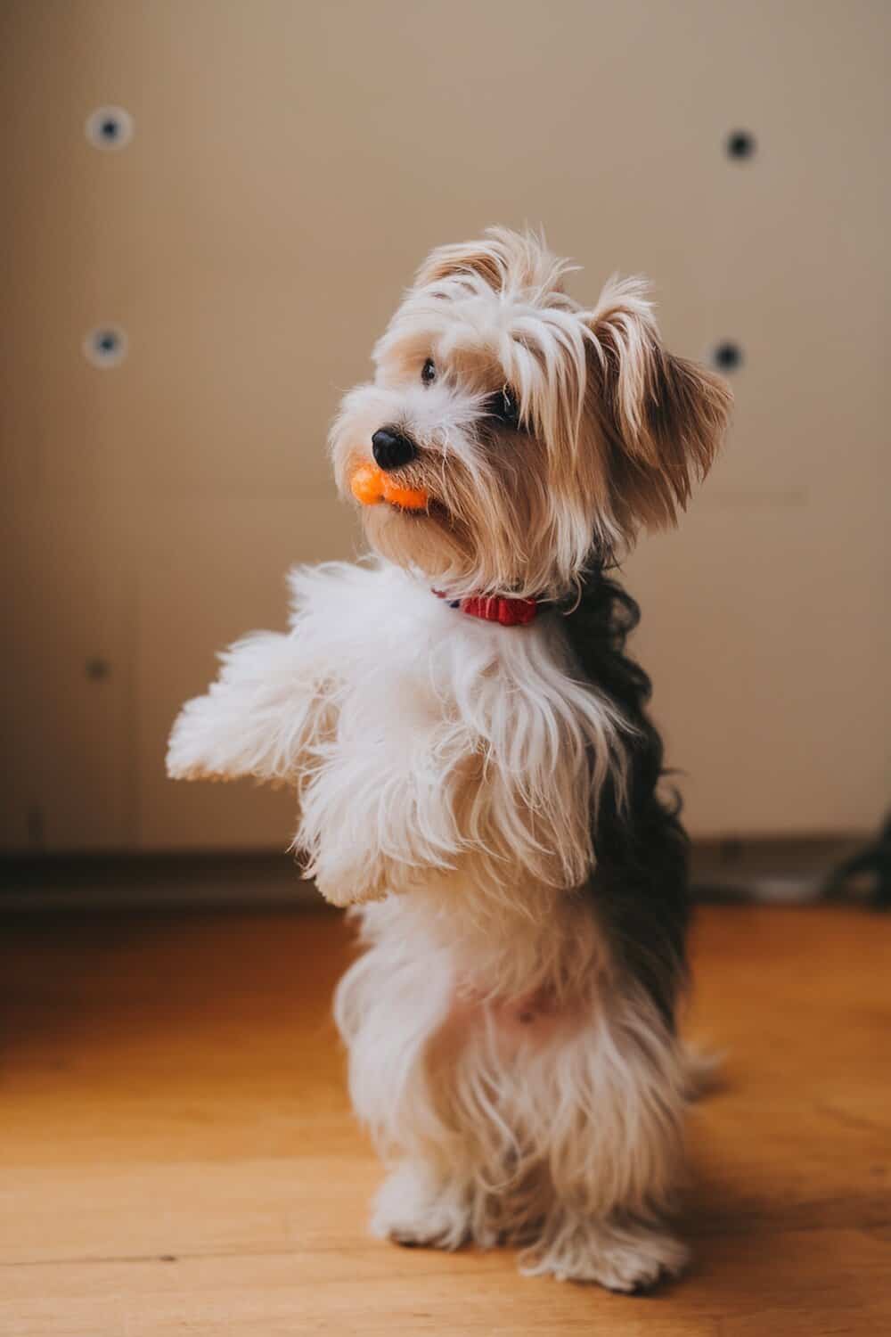 A small dog standing on its hind legs, holding an orange toy in its mouth.