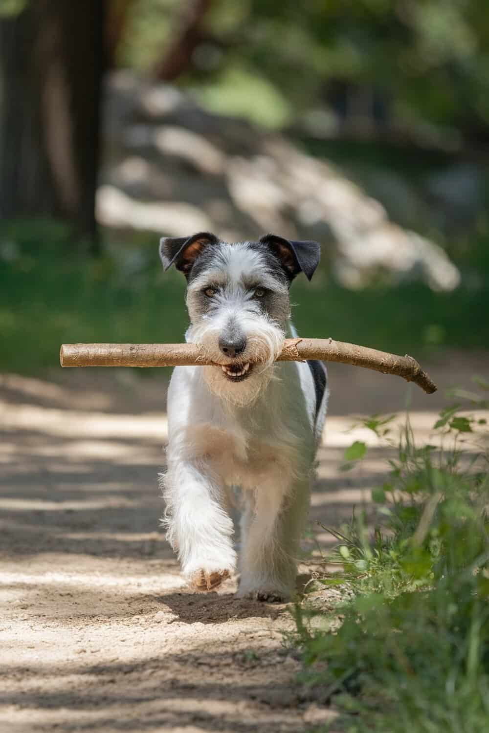 A Glen of Imaal Terrier happily carrying a stick while walking on a path.
