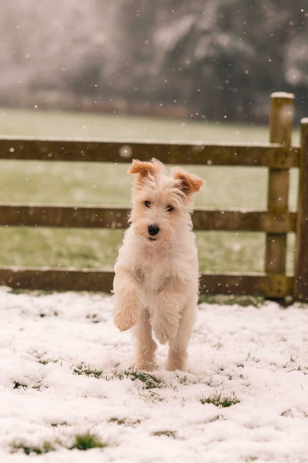 A Wheaten Terrier puppy jumping in the snow