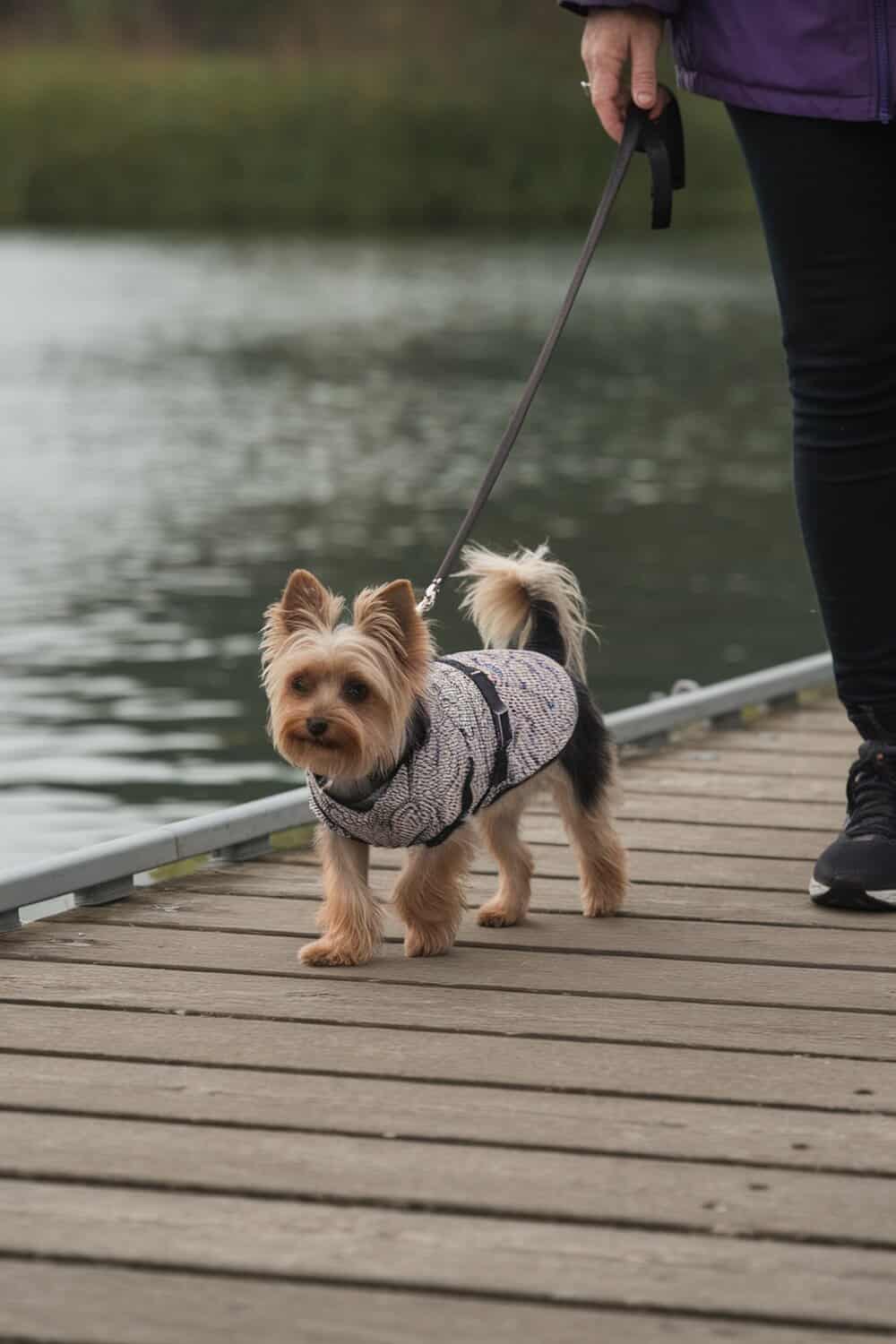A Mini Yorkie on a leash walking beside a person on a wooden dock near water.