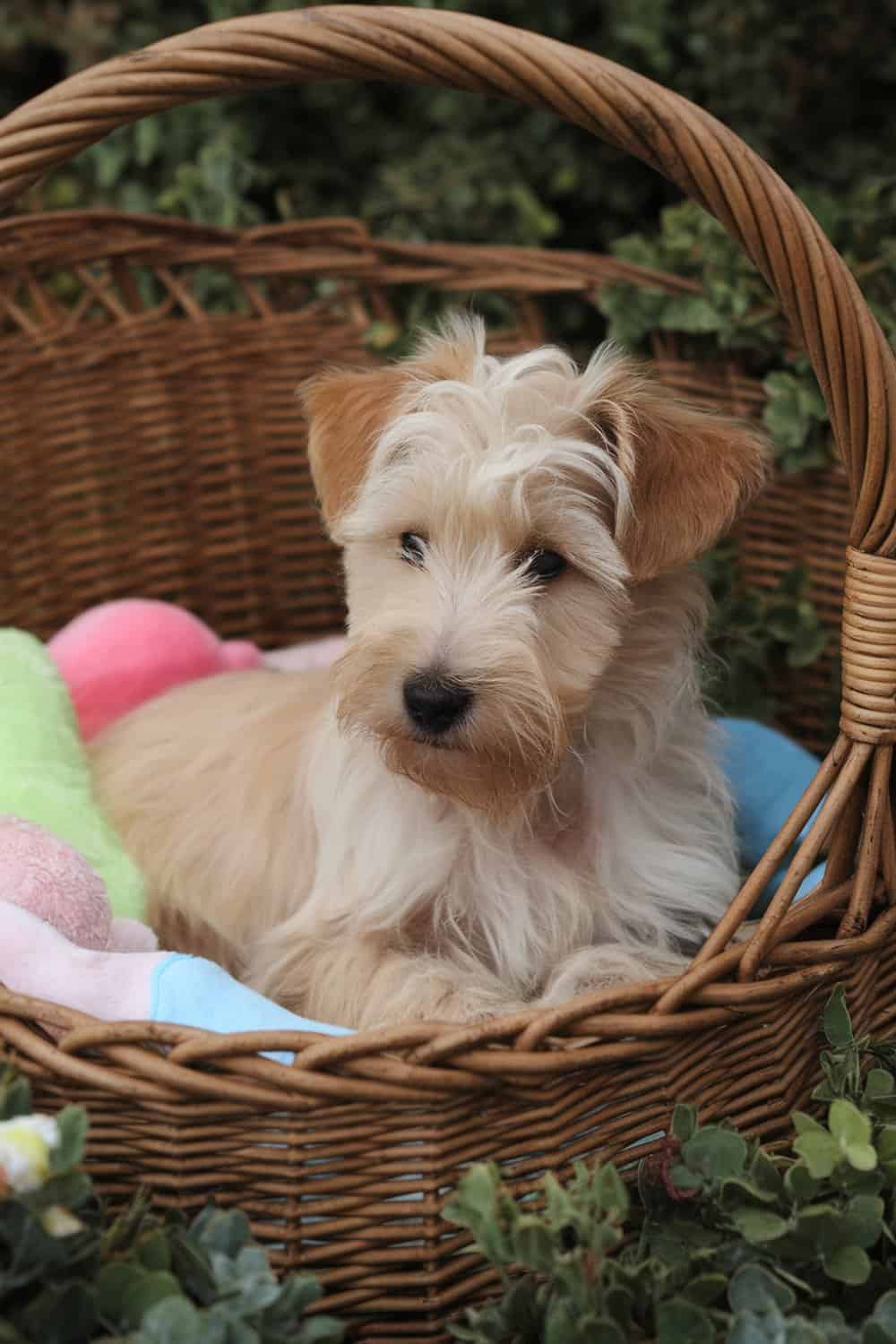 A Wheaten Terrier puppy resting in a basket with colorful blankets.