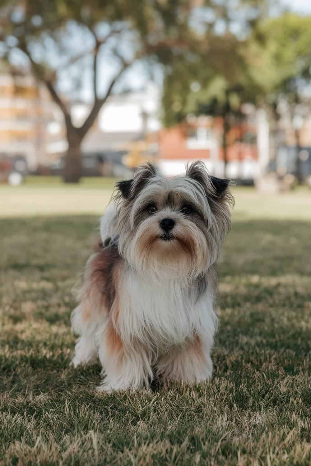 A Maltese Yorkie mix standing on grass, looking attentive.