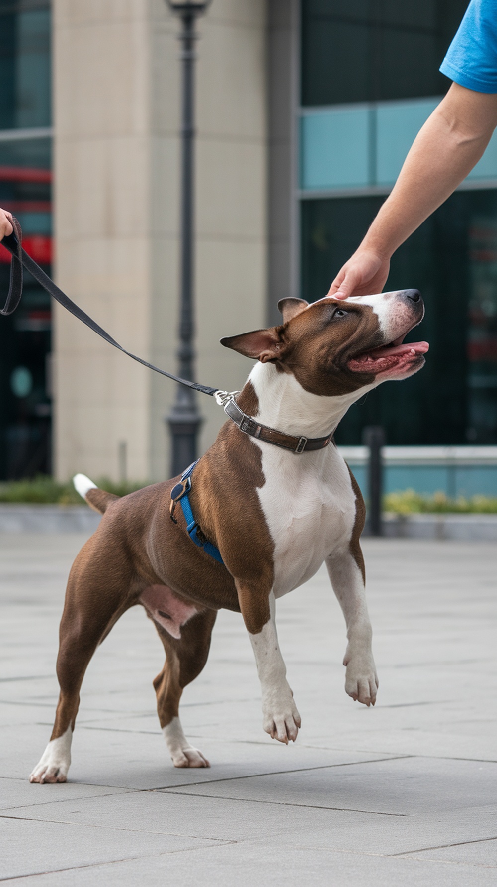 A happy Bull Terrier jumping up while being petted by its owner.