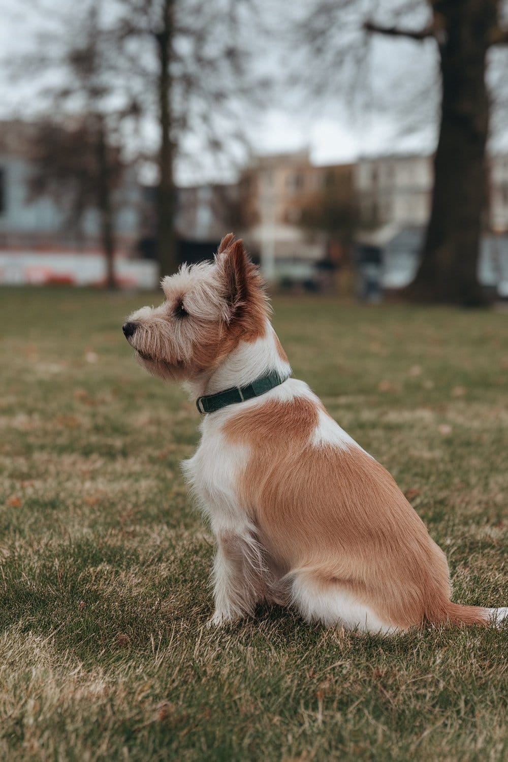 A Cairn Terrier sitting attentively on grass, showcasing its alertness.