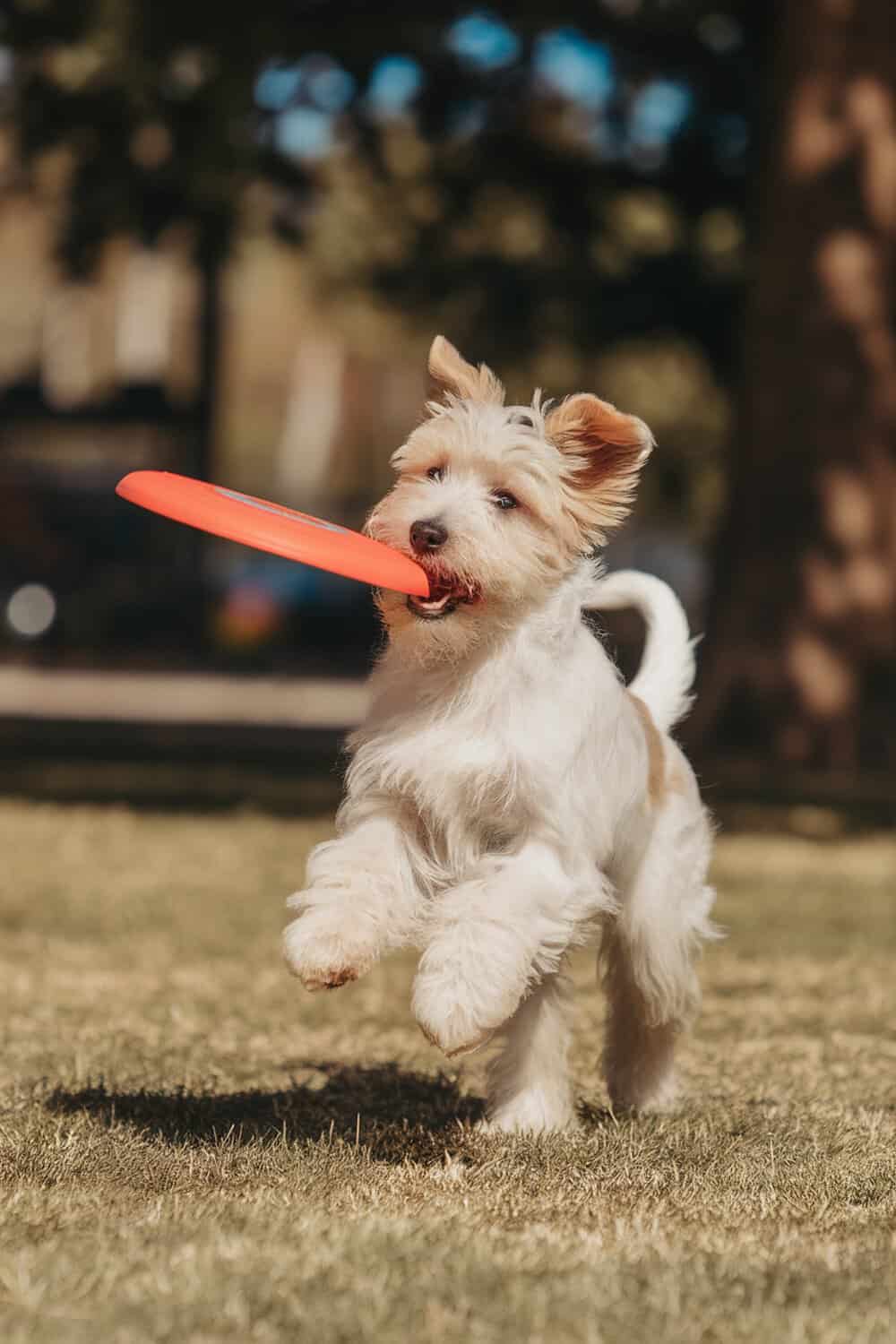 A Wheaten Terrier puppy running with a frisbee in its mouth.
