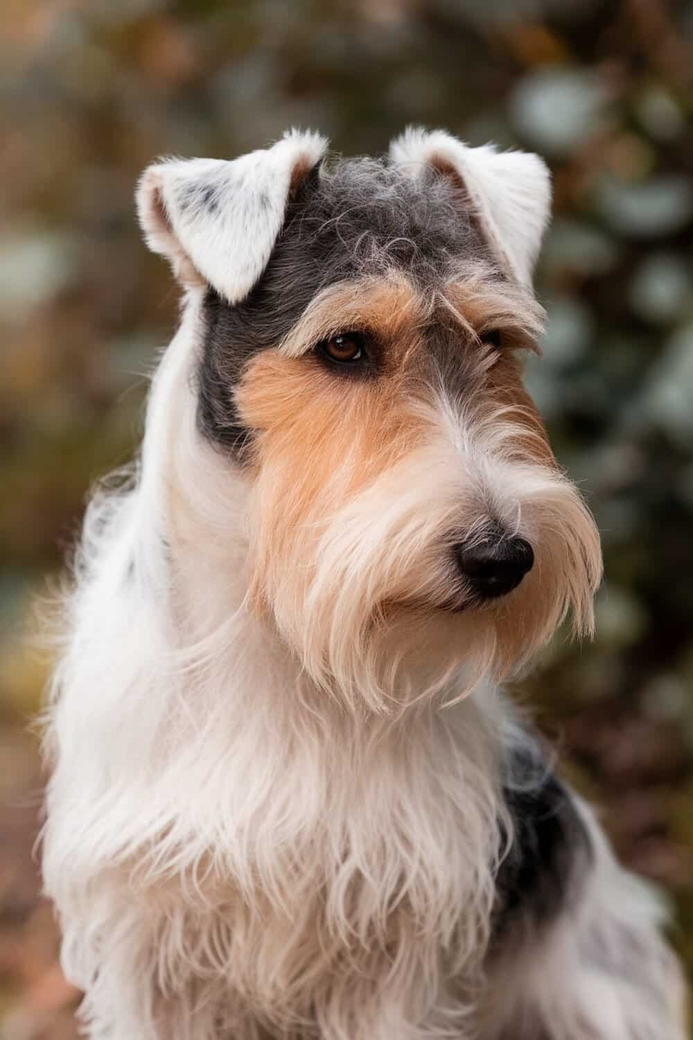 A close-up of a Wire Fox Terrier showcasing its distinctive wiry coat.