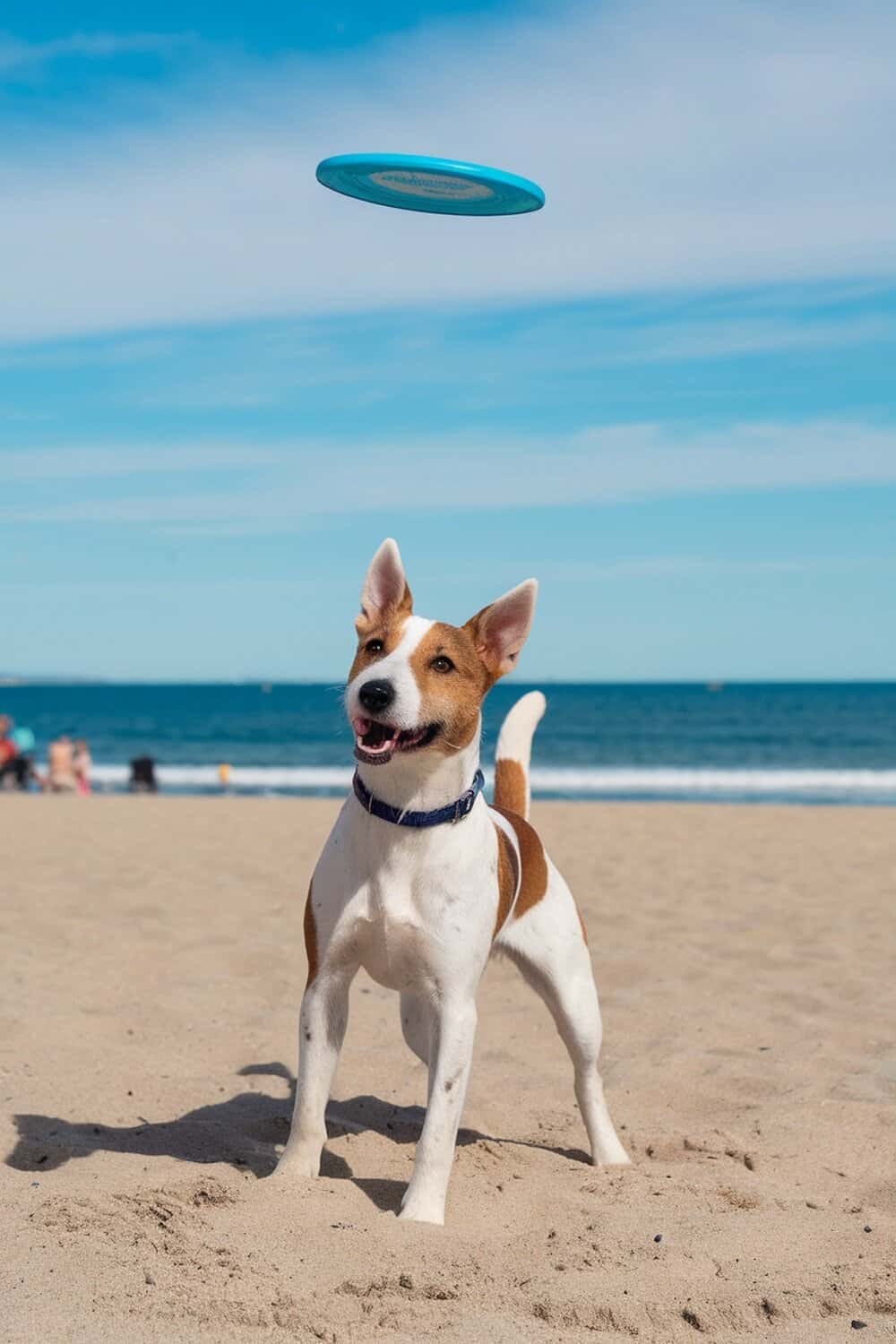 A happy Fox Terrier on the beach, looking up at a frisbee in the sky.