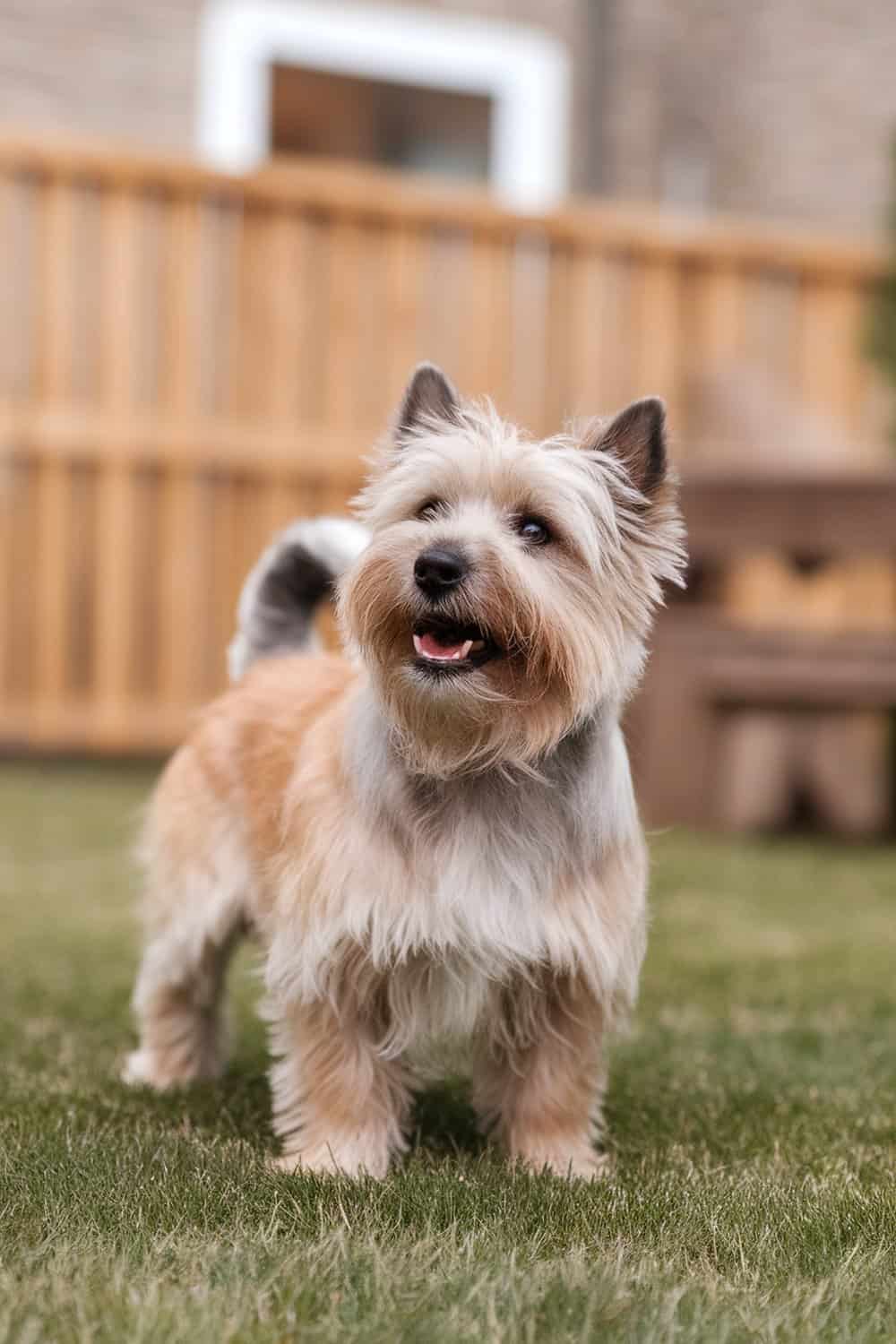 A cheerful Cairn Terrier standing on grass, showcasing its friendly demeanor.