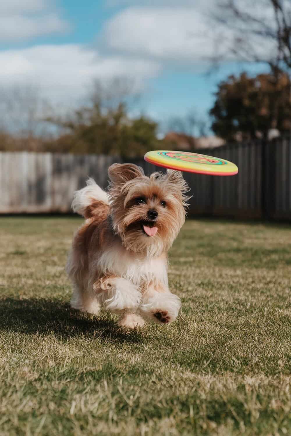 A playful Morkie dog running with a frisbee in a grassy yard.