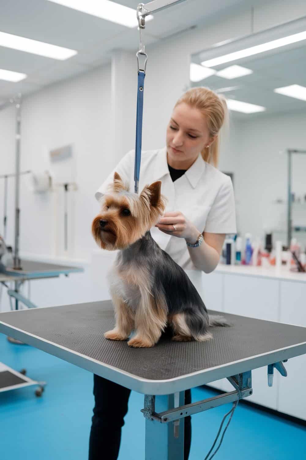 A professional groomer styling a Yorkshire Terrier in a bright grooming salon.