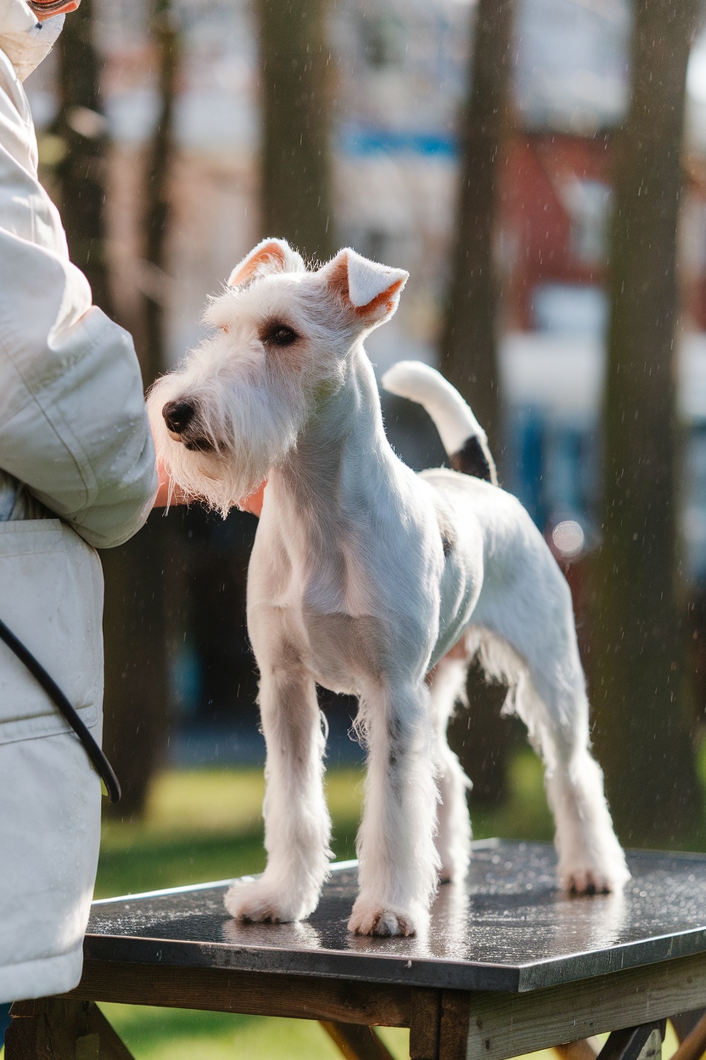 A Wire Fox Terrier being groomed outdoors in a light rain.