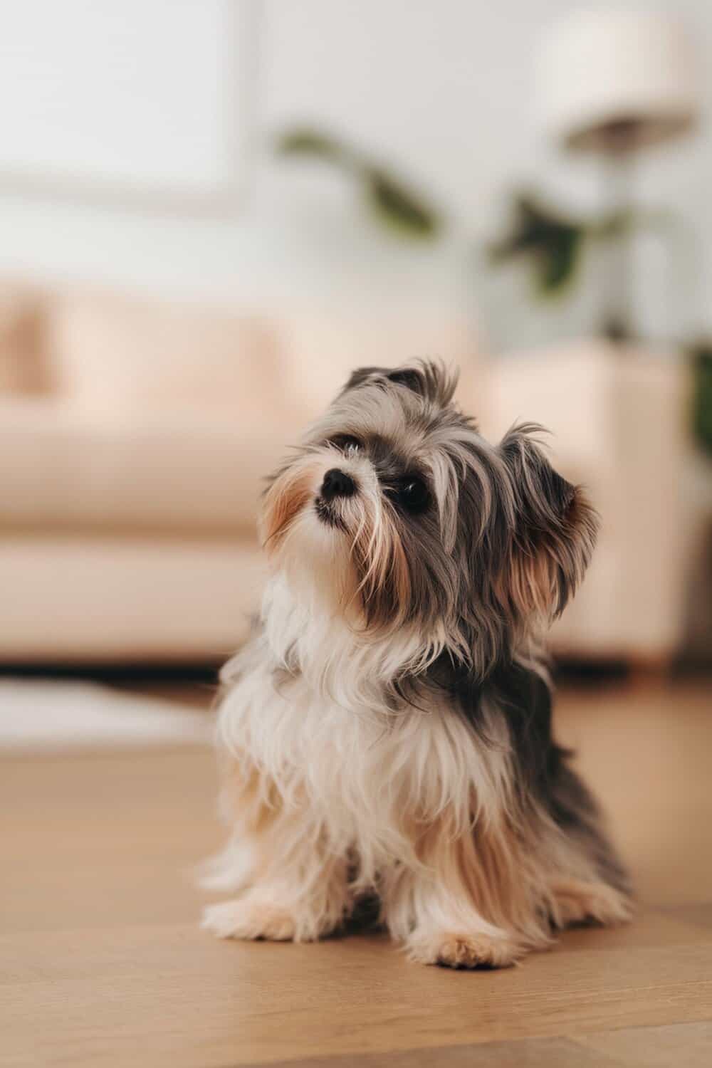 A cute Maltese Yorkie mix (Morkie) sitting on a wooden floor.