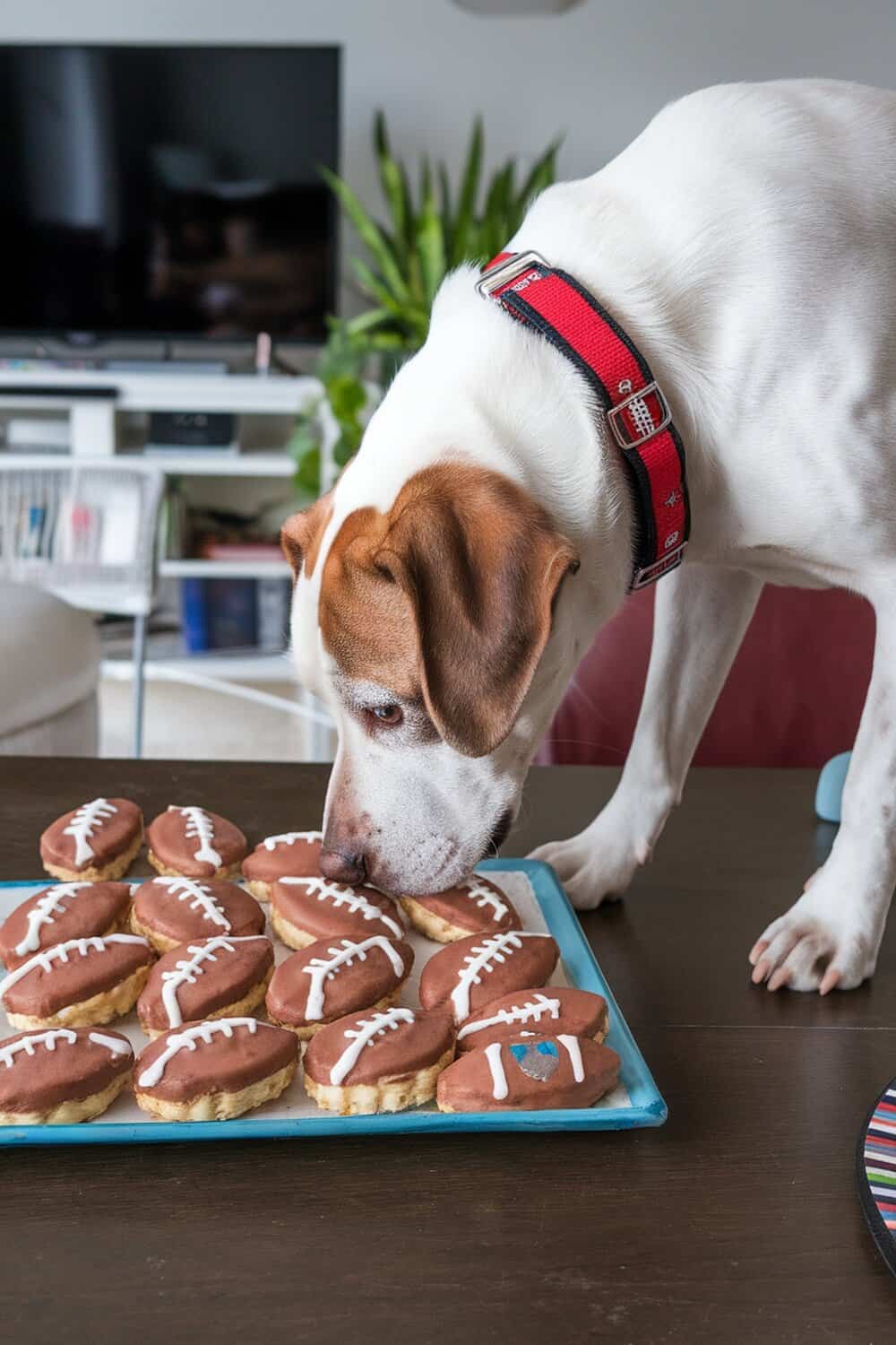 A dog sniffing football-shaped treats on a table.