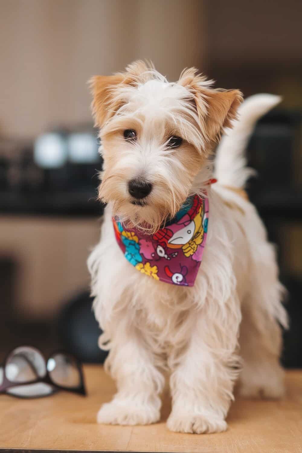 A cute Wheaten Terrier puppy wearing a colorful bandana.
