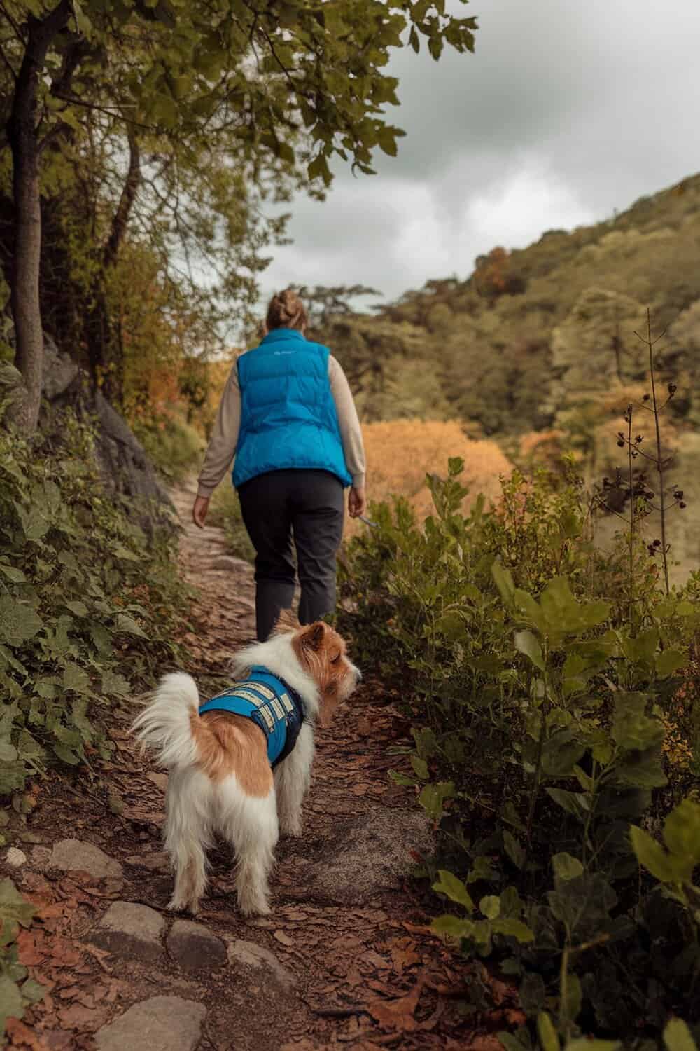 A person walking a Cairn Terrier on a trail surrounded by greenery.