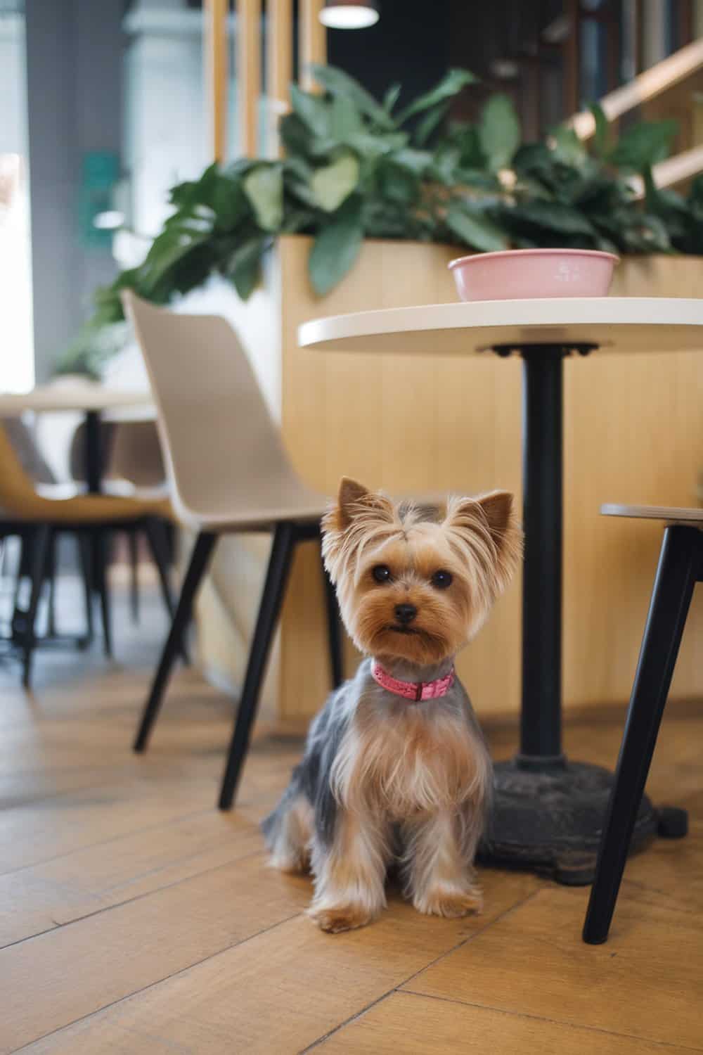 A Yorkie with a sophisticated teddy bear cut sitting in a modern cafe.