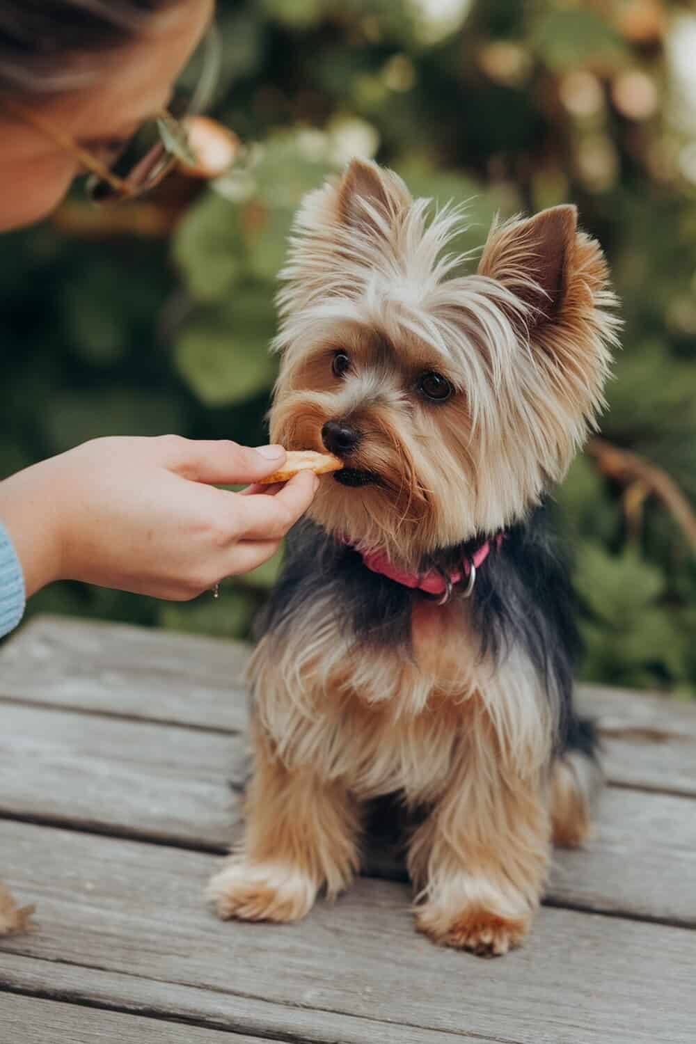 A person feeding a treat to a Mini Yorkie outdoors.