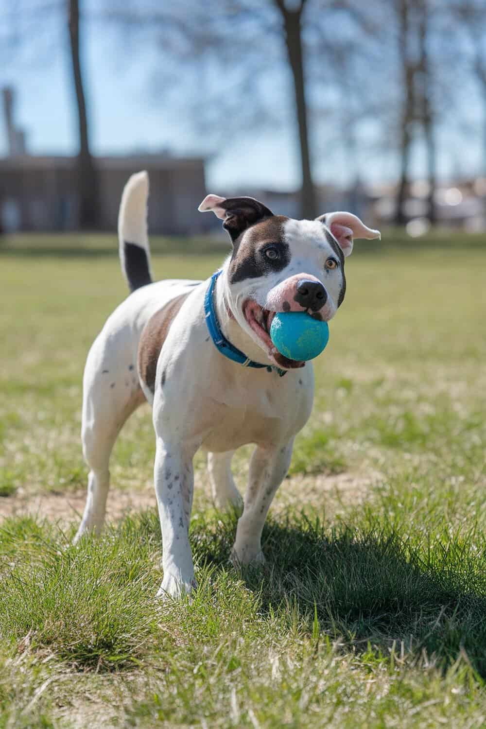 A happy American Pit Bull Terrier holding a blue ball in its mouth, playing in a grassy park.