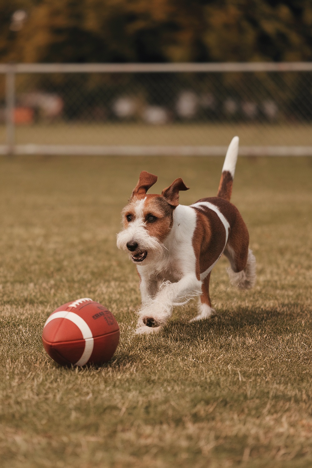 A spirited terrier dog running after a football on a grassy field.