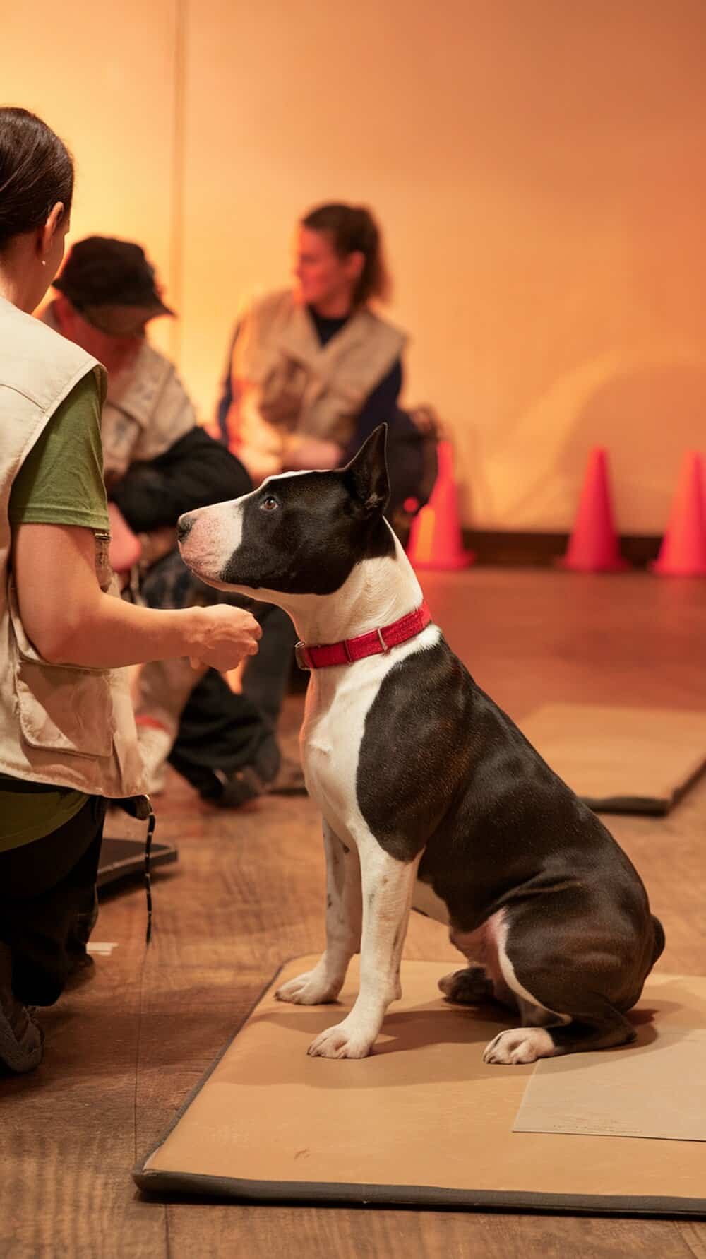 A focused American Bull Terrier sitting during a training session.